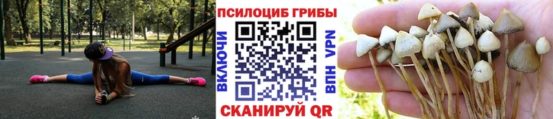 Псилоцибиновые грибы Psilocybe купить наркотики цена Лыткарино